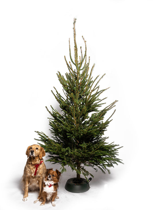 Svensk rödgran dekorerad med julbelysning i vardagsrum under julen