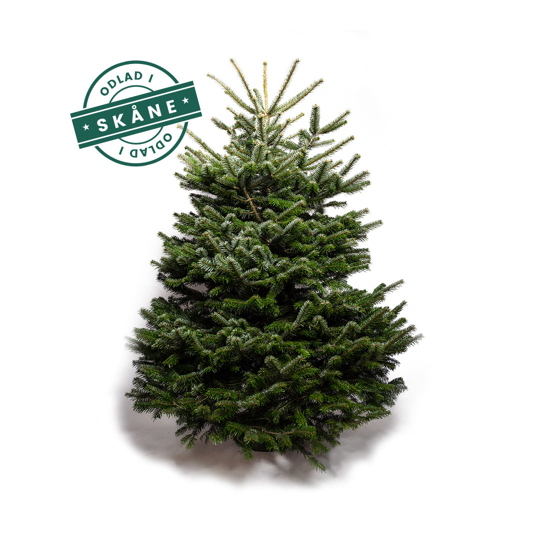 Kungsgran från Skåne